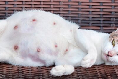 embarazo de una gata