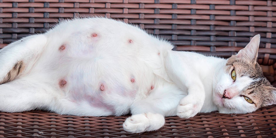 embarazo de una gata