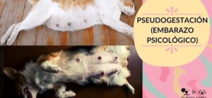 embarazo psicologico en gatas