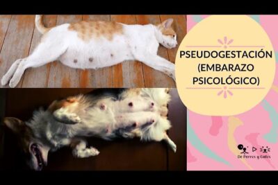 embarazo psicologico en gatas
