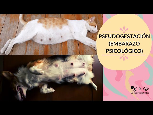 embarazo psicologico en gatas