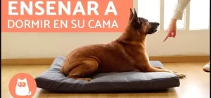 emociones del perro como entrenar a dormir en la cama