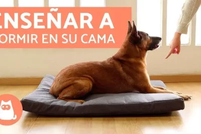 emociones del perro como entrenar a dormir en la cama