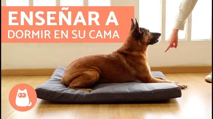 emociones del perro como entrenar a dormir en la cama