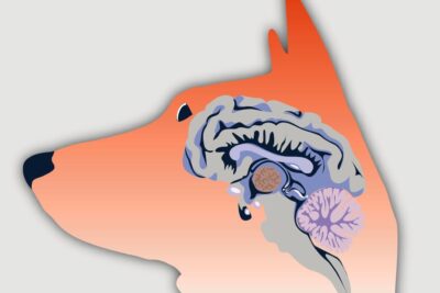 encefalitis en perros sintomas y tratamiento