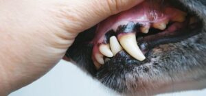 encias negras en perros causas y tratamiento