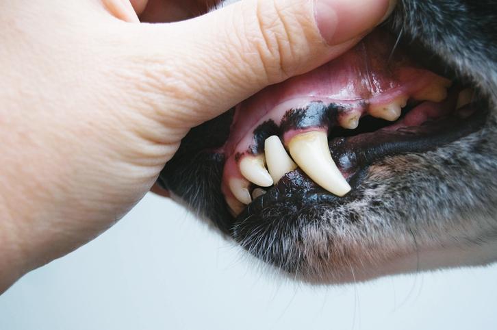 encias negras en perros causas y tratamiento