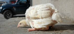 enfermedad de marek en aves