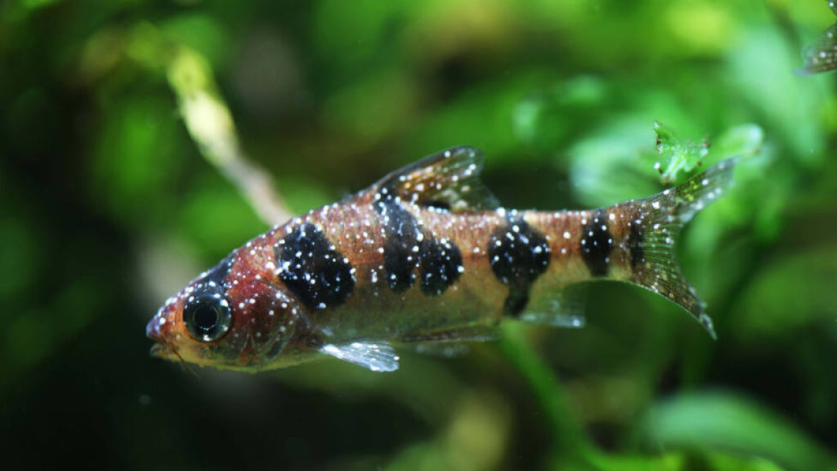 enfermedad del punto blanco en peces
