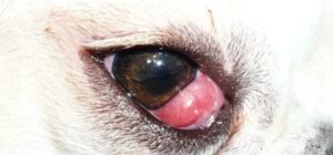 enfermedades de los ojos en perros