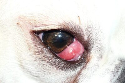 enfermedades de los ojos en perros