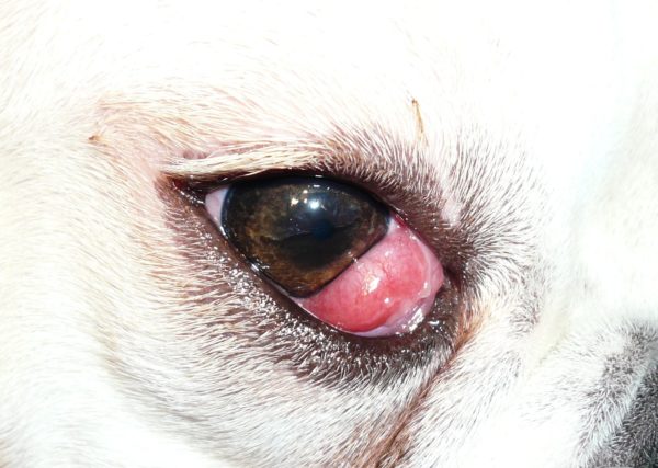 enfermedades de los ojos en perros