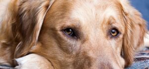 enfermedades hereditarias en los perros golden retriever