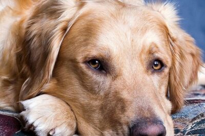 enfermedades hereditarias en los perros golden retriever
