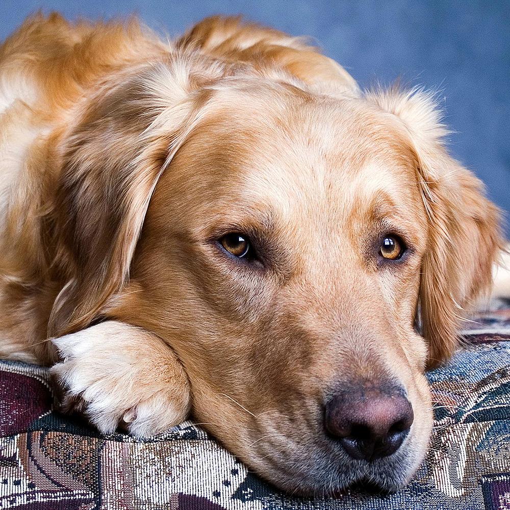enfermedades hereditarias en los perros golden retriever