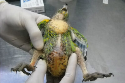 enfermedades mas comunes de los loros