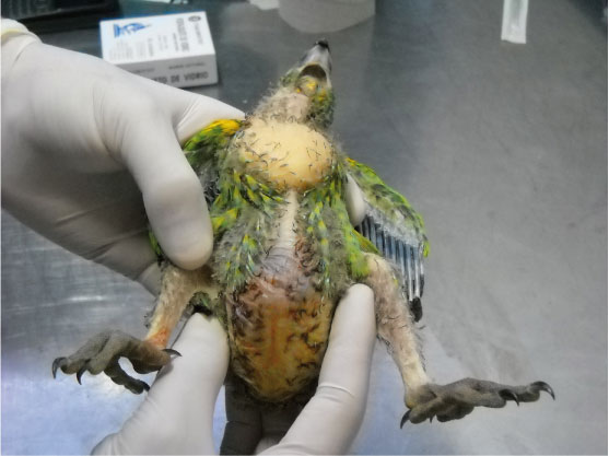 enfermedades mas comunes de los loros