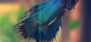 enfermedades mas comunes de los peces betta