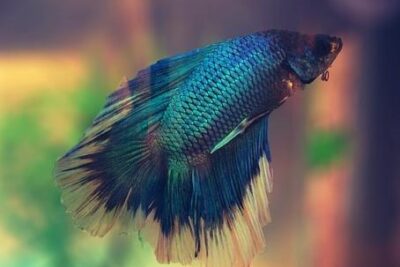 enfermedades mas comunes de los peces betta