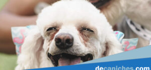 enfermedades mas comunes en perros caniches