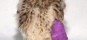 entablillar la pata de un pajaro un proceso medico esencial