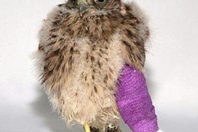 entablillar la pata de un pajaro un proceso medico esencial