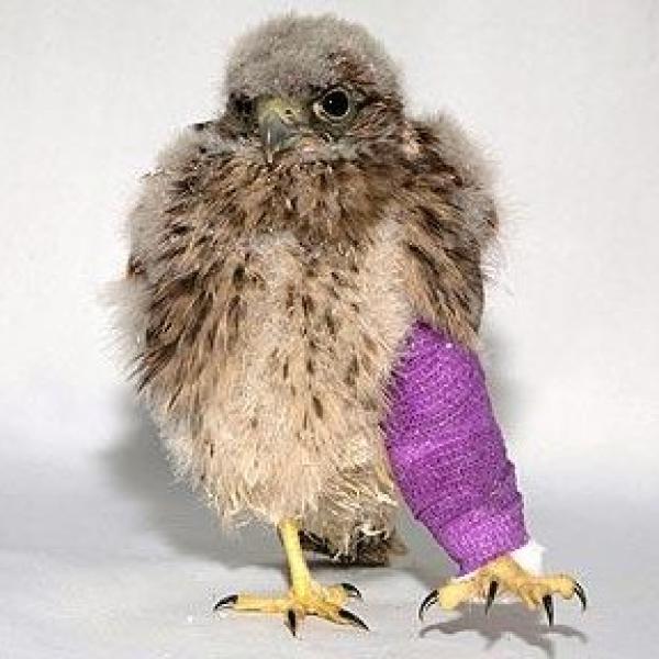 entablillar la pata de un pajaro un proceso medico esencial
