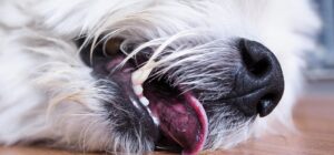 epilepsia idiopatica en perros sintomas y tratamiento