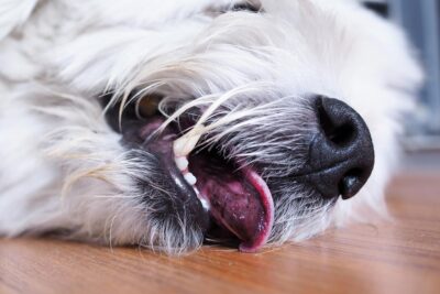 epilepsia idiopatica en perros sintomas y tratamiento