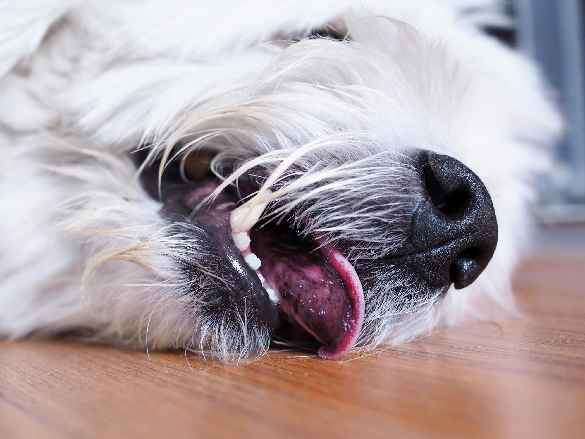 Epilepsia idiopática en perros - Síntomas y tratamiento 1 epilepsia idiopatica en perros sintomas y tratamiento