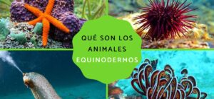 equinodermos caracteristicas y ejemplos