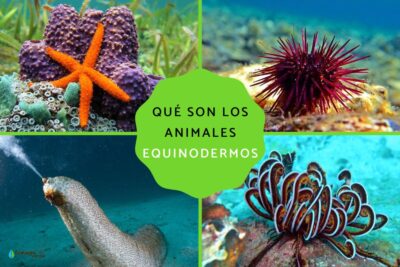 equinodermos caracteristicas y ejemplos