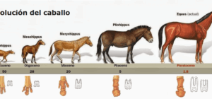 equinos definicion caracteristicas y evolucion