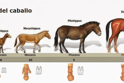 equinos definicion caracteristicas y evolucion