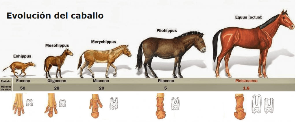 equinos definicion caracteristicas y evolucion