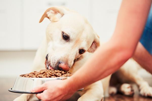 es malo cambiarle la comida al perro