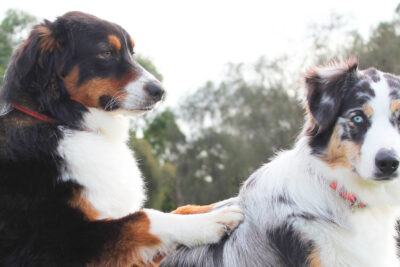 es malo cruzar perros hermanos