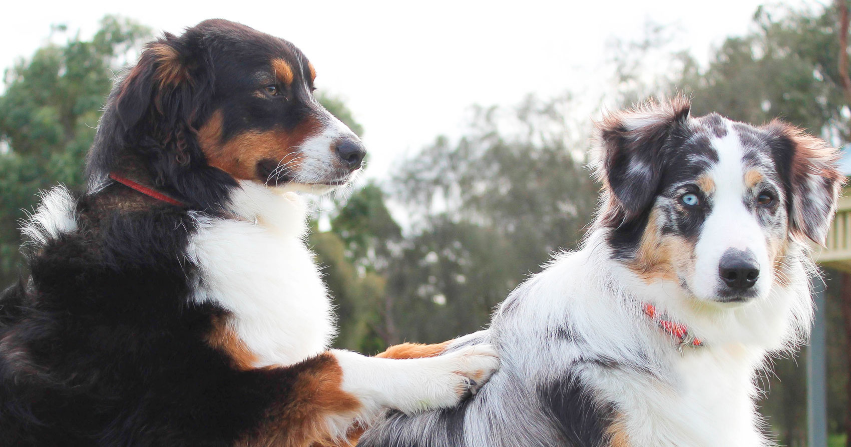 es malo cruzar perros hermanos