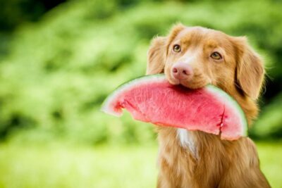 es malo que los perros coman fruta