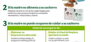 es necesario cuidar a los cachorros recien nacidos