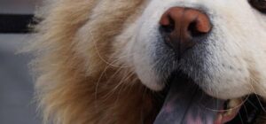 es normal que los perros eructen