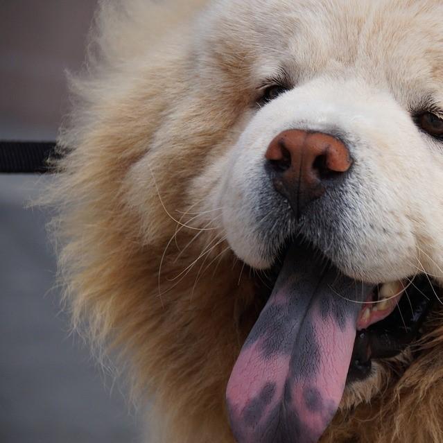 es normal que los perros eructen