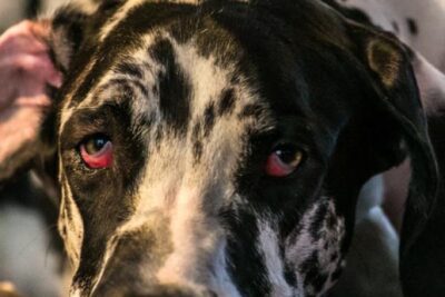 es normal que los perros tengan los ojos rojos