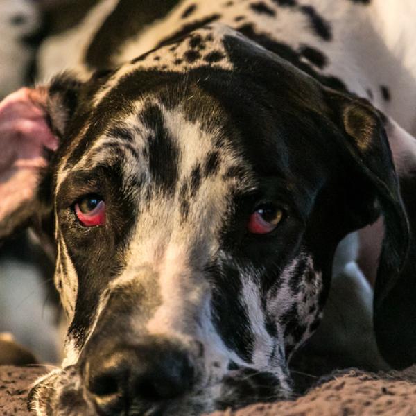 es normal que los perros tengan los ojos rojos