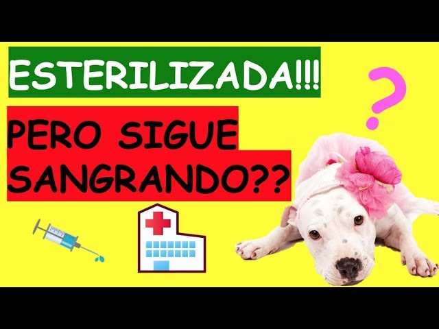 es normal que una perra sangra despues de ser esterilizada