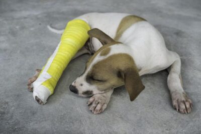 esguince en perros causas sintomas y tratamiento
