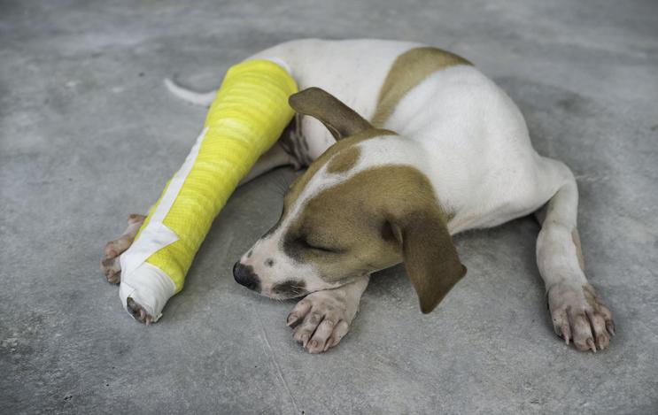 esguince en perros causas sintomas y tratamiento