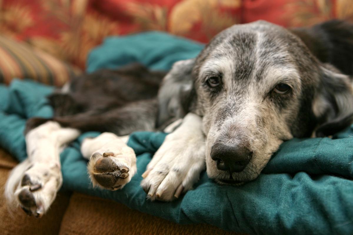 esperanza de vida en perros con insuficiencia renal