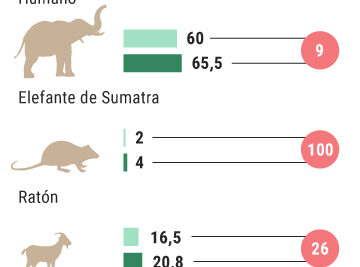 esperanza de vida en tortugas terrestres y marinas