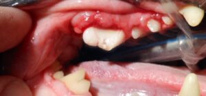 estomatitis en perros causas y tratamiento